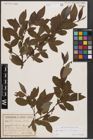 Foto von Salix caprea L. x Salix silesiaca Willd.